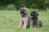 MASTIFF 030